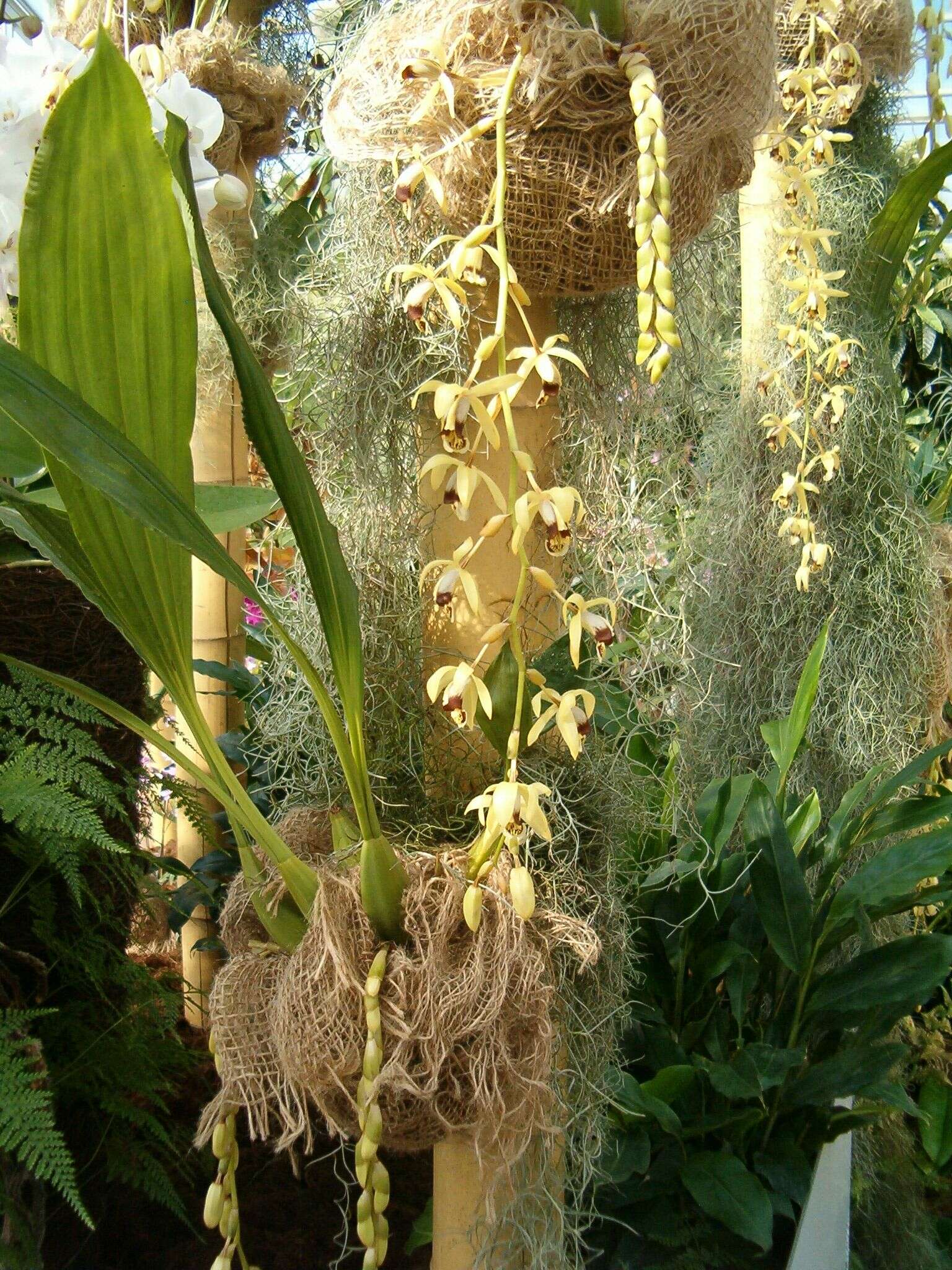 Image of Coelogyne tomentosa Lindl.