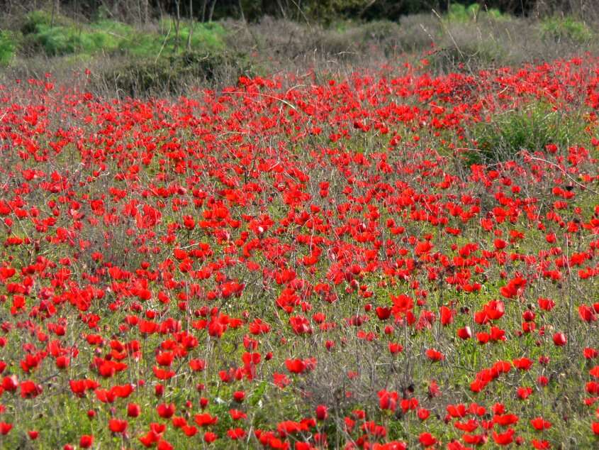 Image of lilies-of-the-field