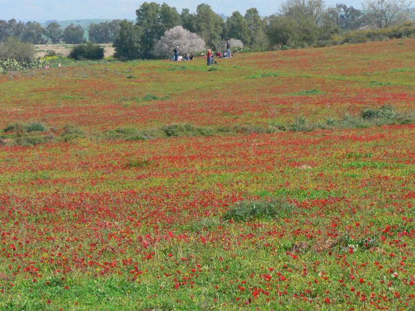 Image of lilies-of-the-field