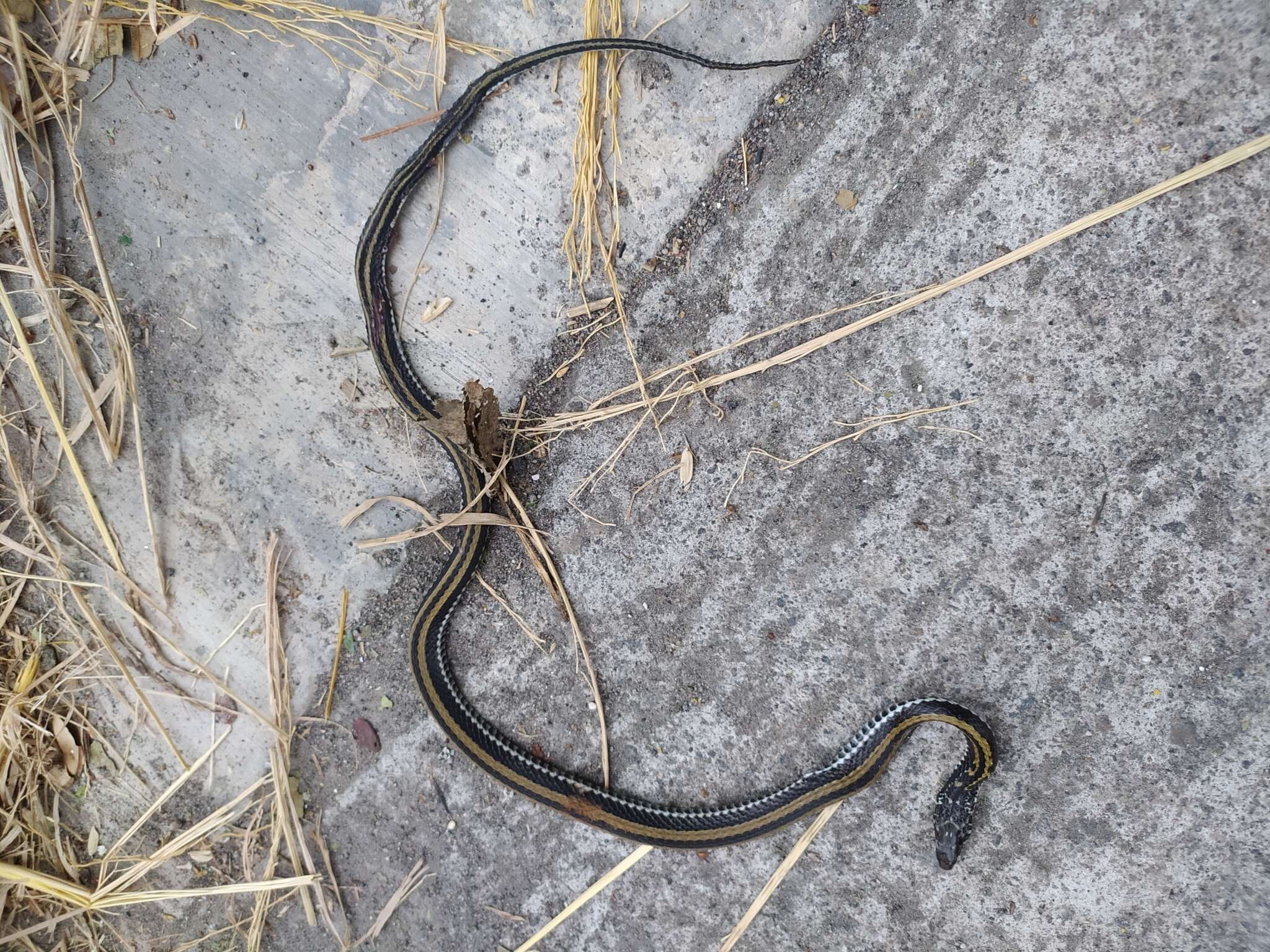 Image of Banded Keelback