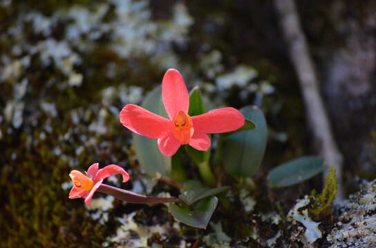 Image of Scarlet Cattleya