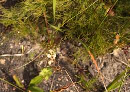 Image of Moraea unguiculata Ker Gawl.