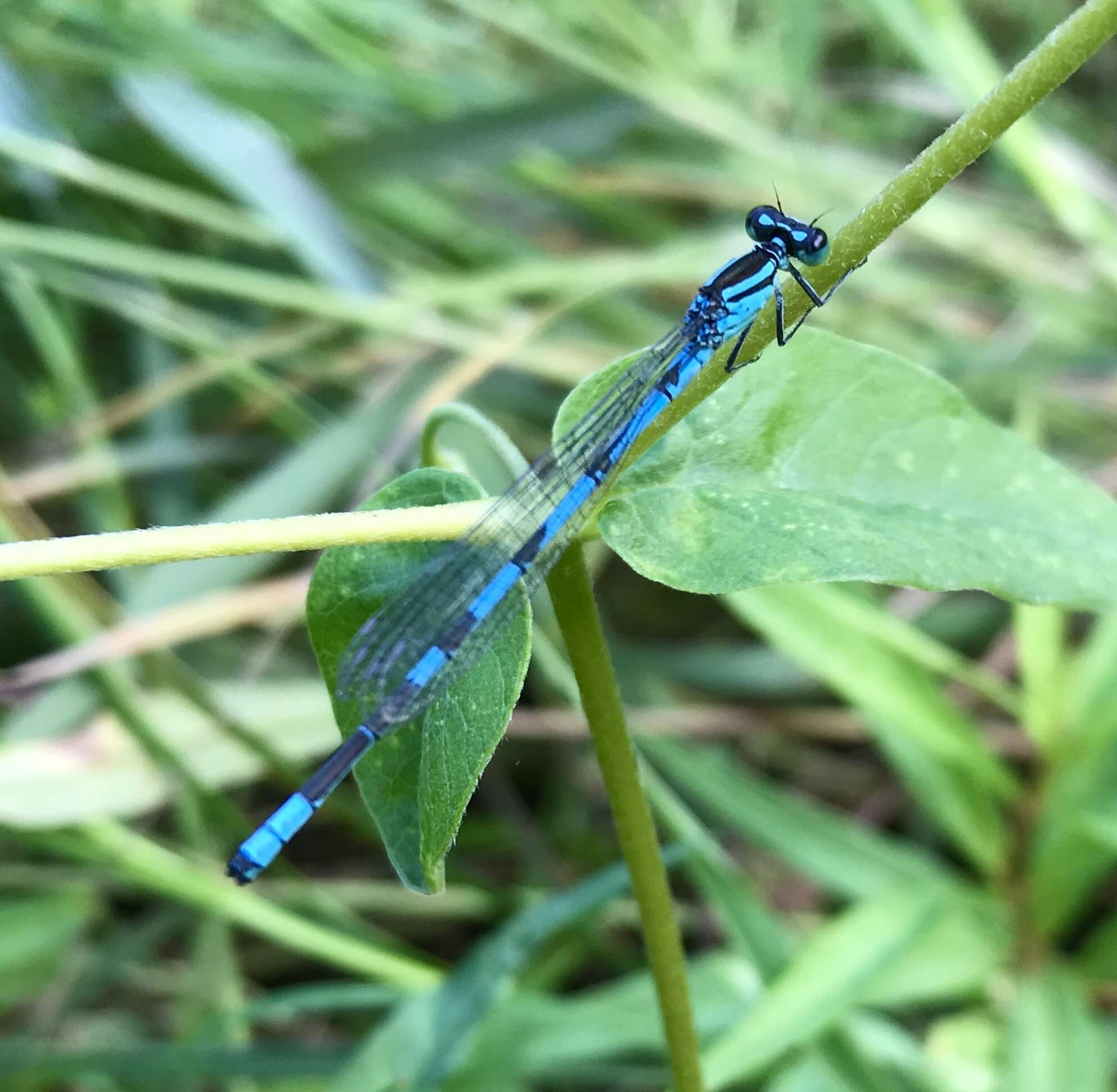 Coenagrion lanceolatum (Selys ex Selys & McLachlan 1872) resmi