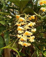 Imagem de Dendrobium thyrsiflorum B. S. Williams