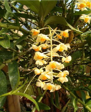 Image de Dendrobium thyrsiflorum B. S. Williams