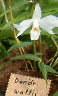 Sivun Dendrobium wattii (Hook. fil.) Rchb. fil. kuva