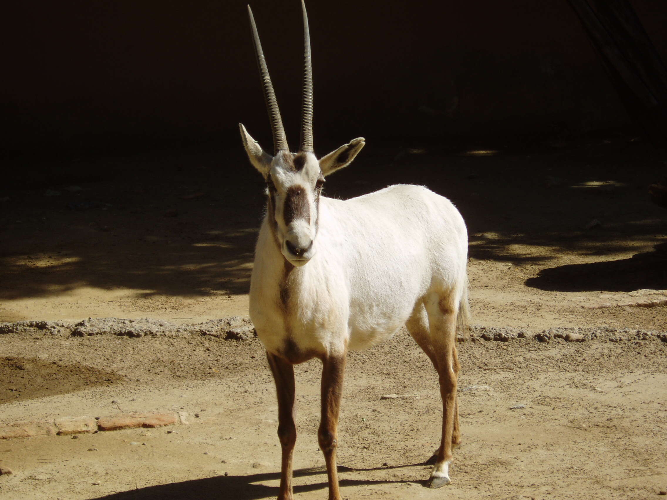 Image of Arabian Oryx