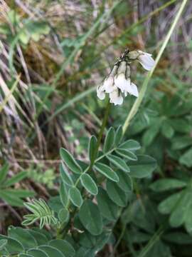 Astragalus robbinsii var. minor (Hook.) Barneby的圖片