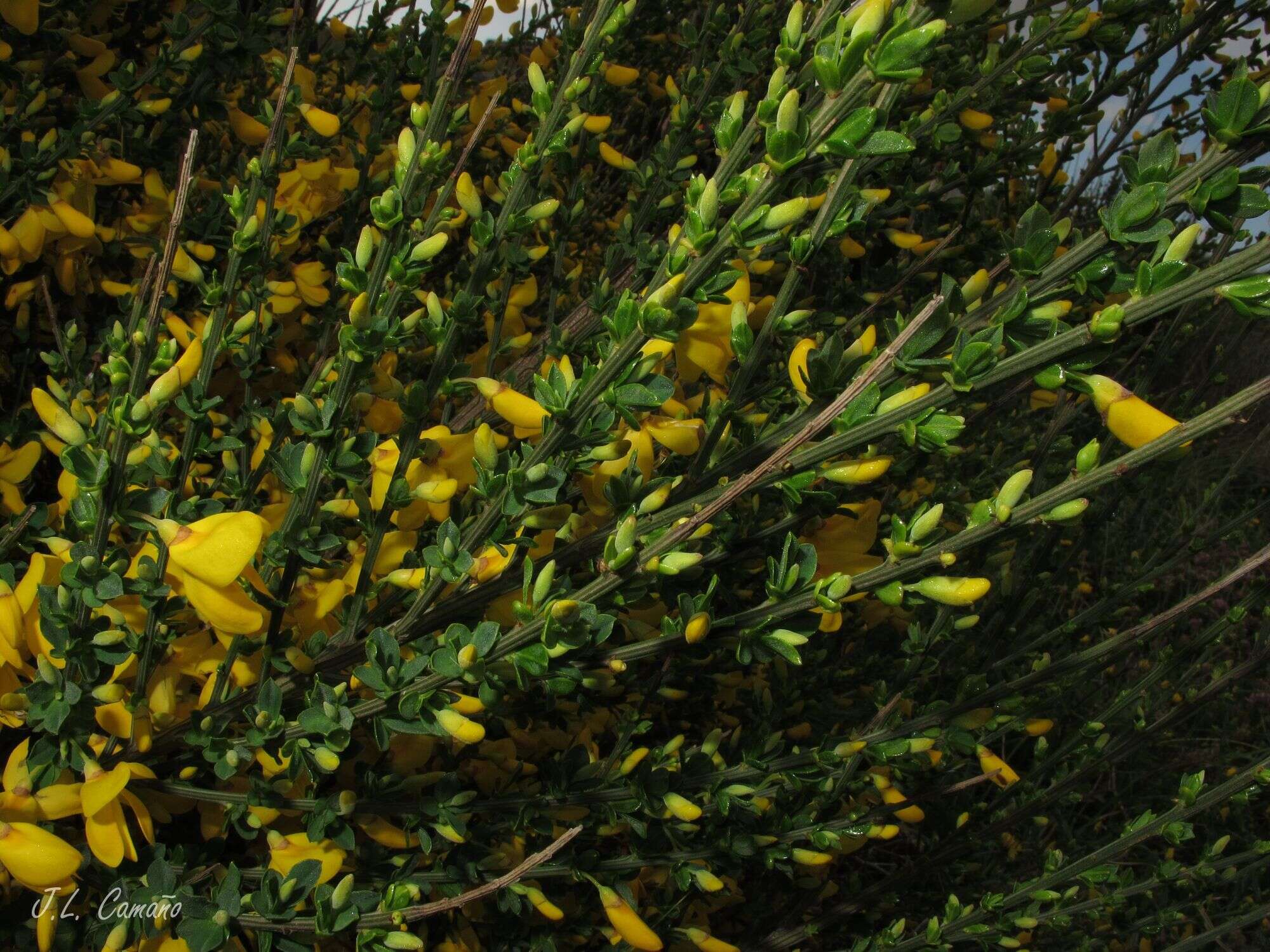 Image of Cytisus scoparius subsp. insularis