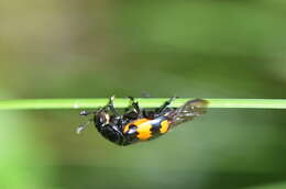 Image of Nicrophorus (Nicrophorus) hebes (Kirby 1837)