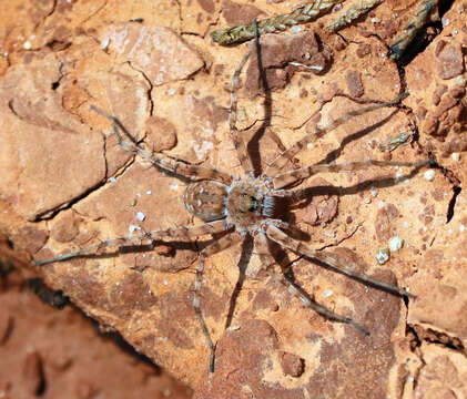 Image of Pardosa mercurialis Montgomery 1904