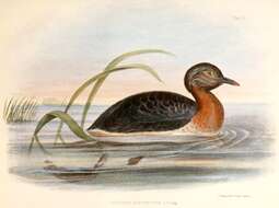 Image of grebes