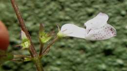 Image of speckled spur flower