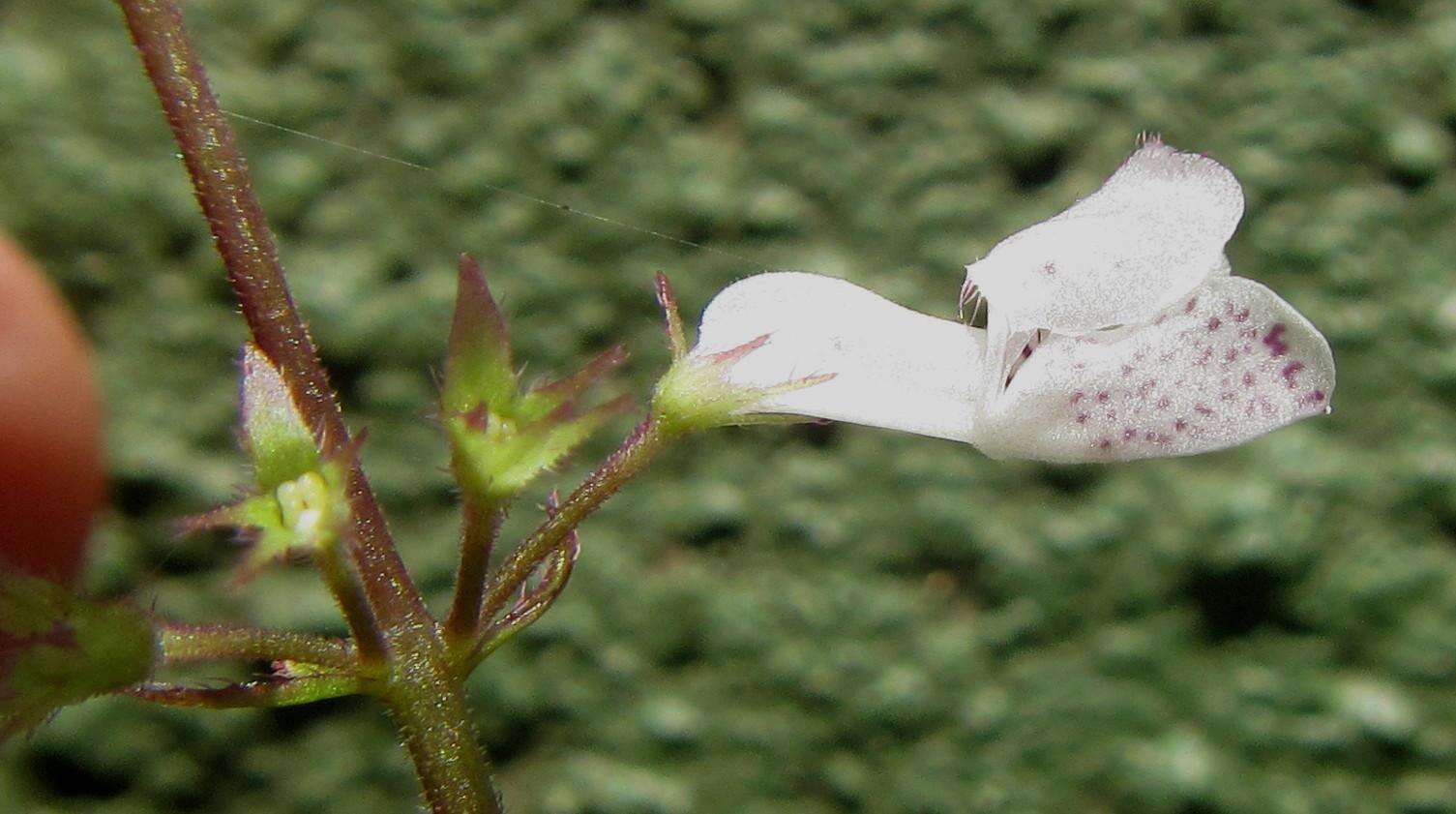 Image de Plectranthus ciliatus E. Mey.