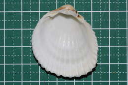 Image of Vasticardium pectiniforme (Born 1780)