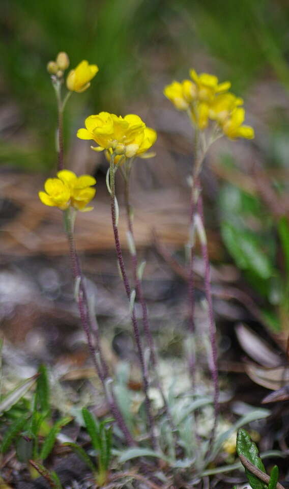 Image of Calder's bladderpod