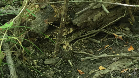 Image of Florida Leopard Frog