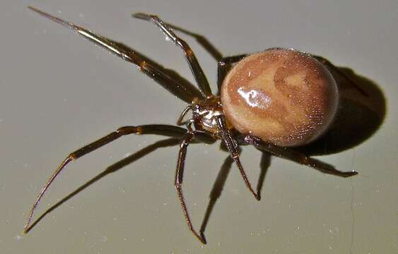 Image of False black widow