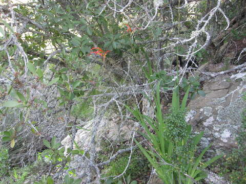 Image of Chasmanthe bicolor (Gasp.) N. E. Br.