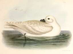 Image of Pagodroma Bonaparte 1856