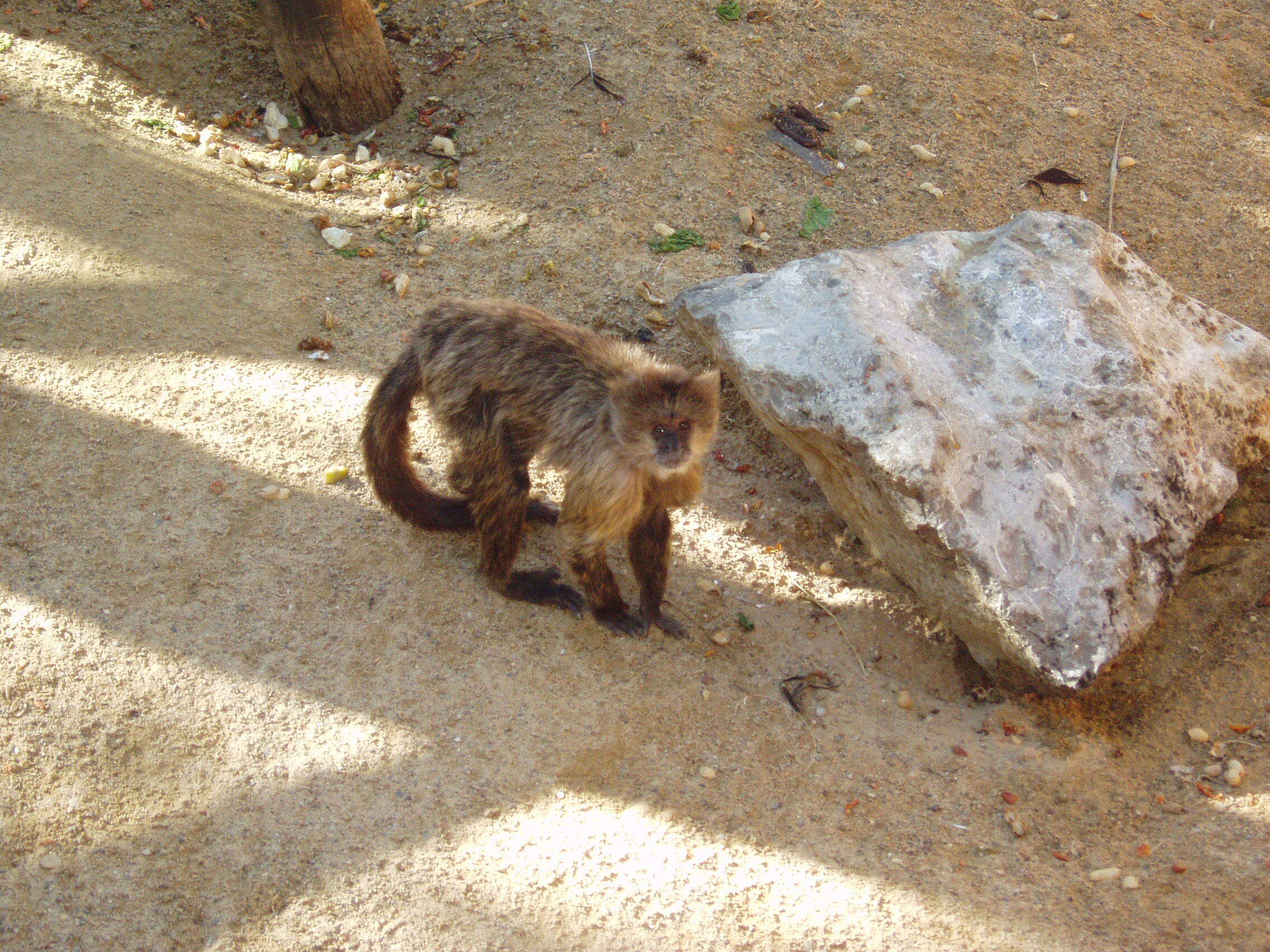 Image of Weeper Capuchin