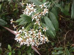 Image of Olearia oppositifolia (F. Müll.) N. S. Lander