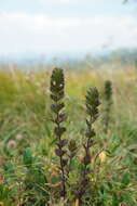 Image de Euphrasia pectinata Ten.