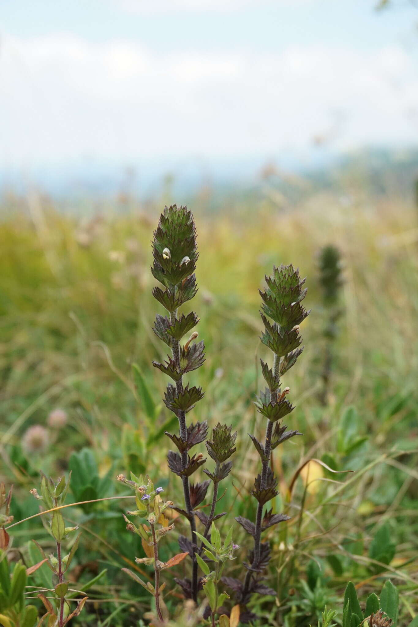 Image of Euphrasia pectinata Ten.