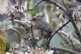 صورة Xenodacnis Cabanis 1873