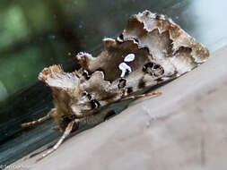 Image de Autographa corusca Strecker 1885