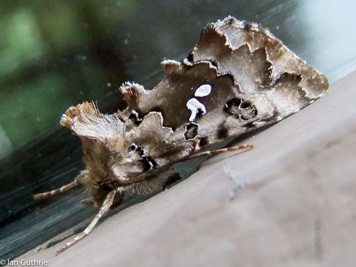 Image de Autographa corusca Strecker 1885