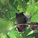 Image of White-fronted Scops Owl