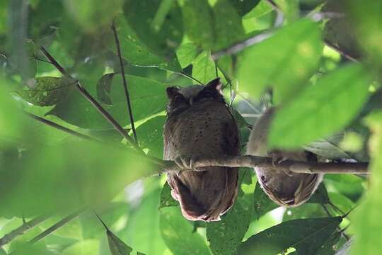 Image of White-fronted Scops Owl