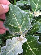 Image de Solanum marginatum L. fil.