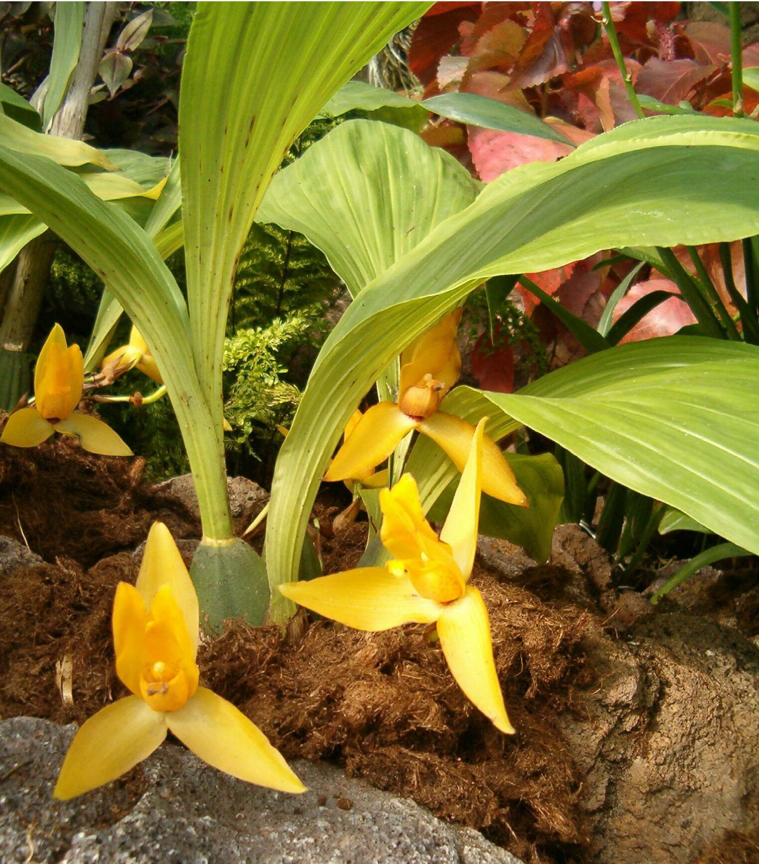 Imagem de Lycaste cruenta (Lindl.) Lindl.