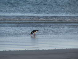 Image of Australian Pied Oystercatcher