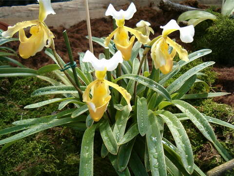 Слика од Paphiopedilum barbigerum Tang & F. T. Wang