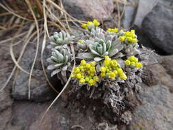 Imagem de Draba nivicola Rose