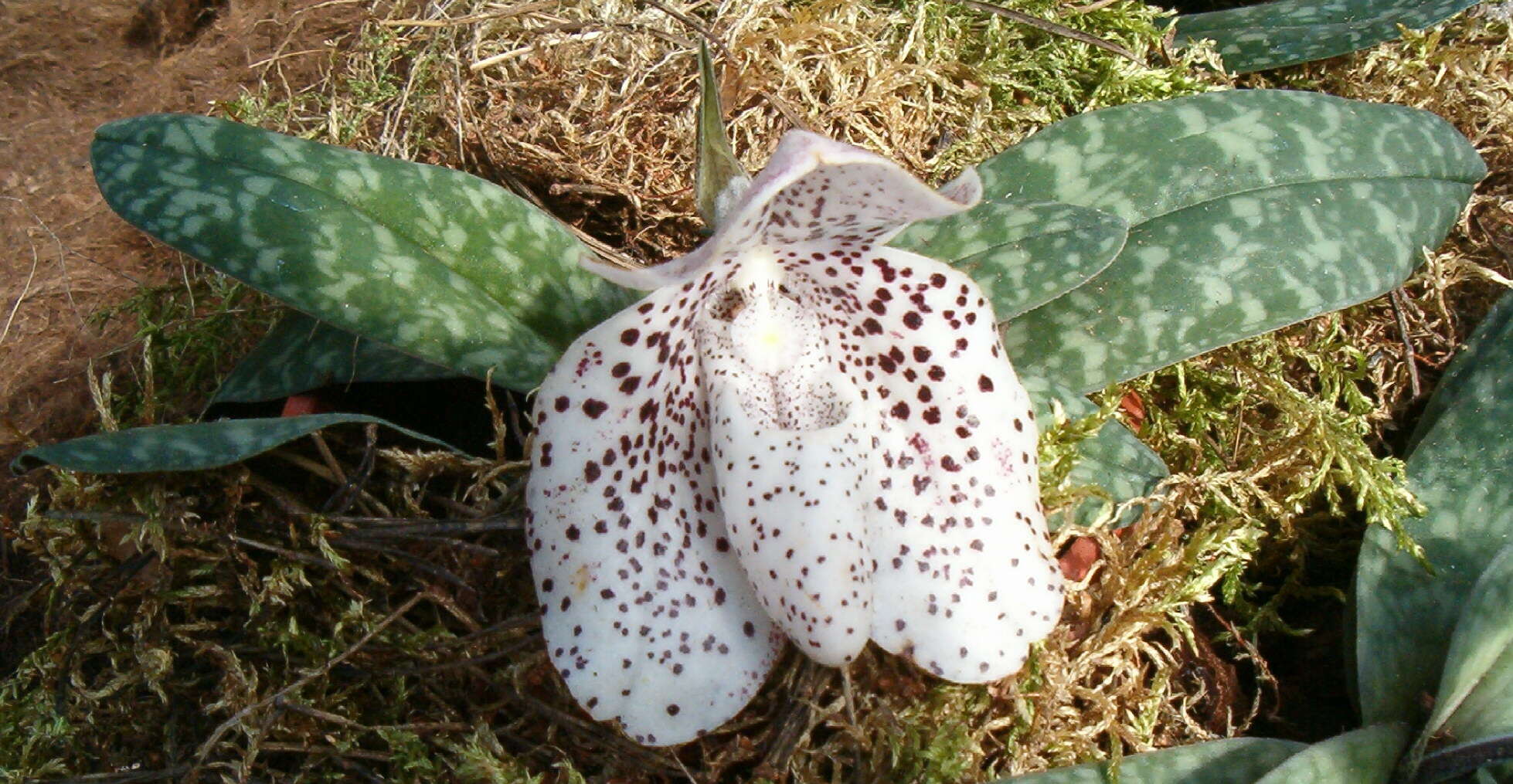 Image of Egg-in-a-nest orchid