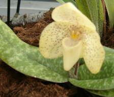 Image de Paphiopedilum concolor (Lindl. ex Bateman) Pfitzer