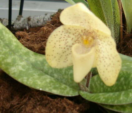 Image of One colored Paphiopedilum