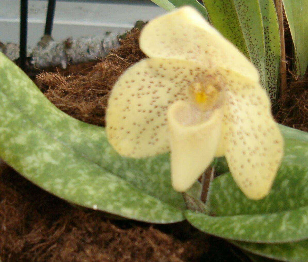 Image of One colored Paphiopedilum