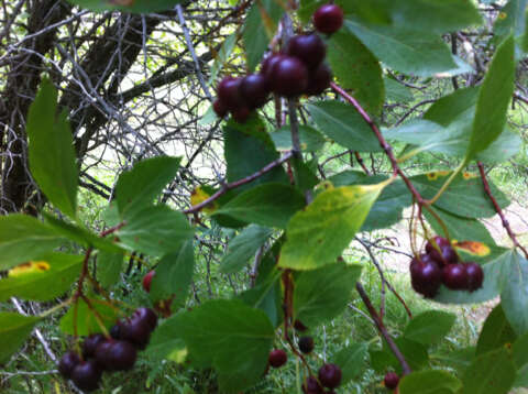 Imagem de Crataegus rivularis Nutt. ex Torr. & Gray