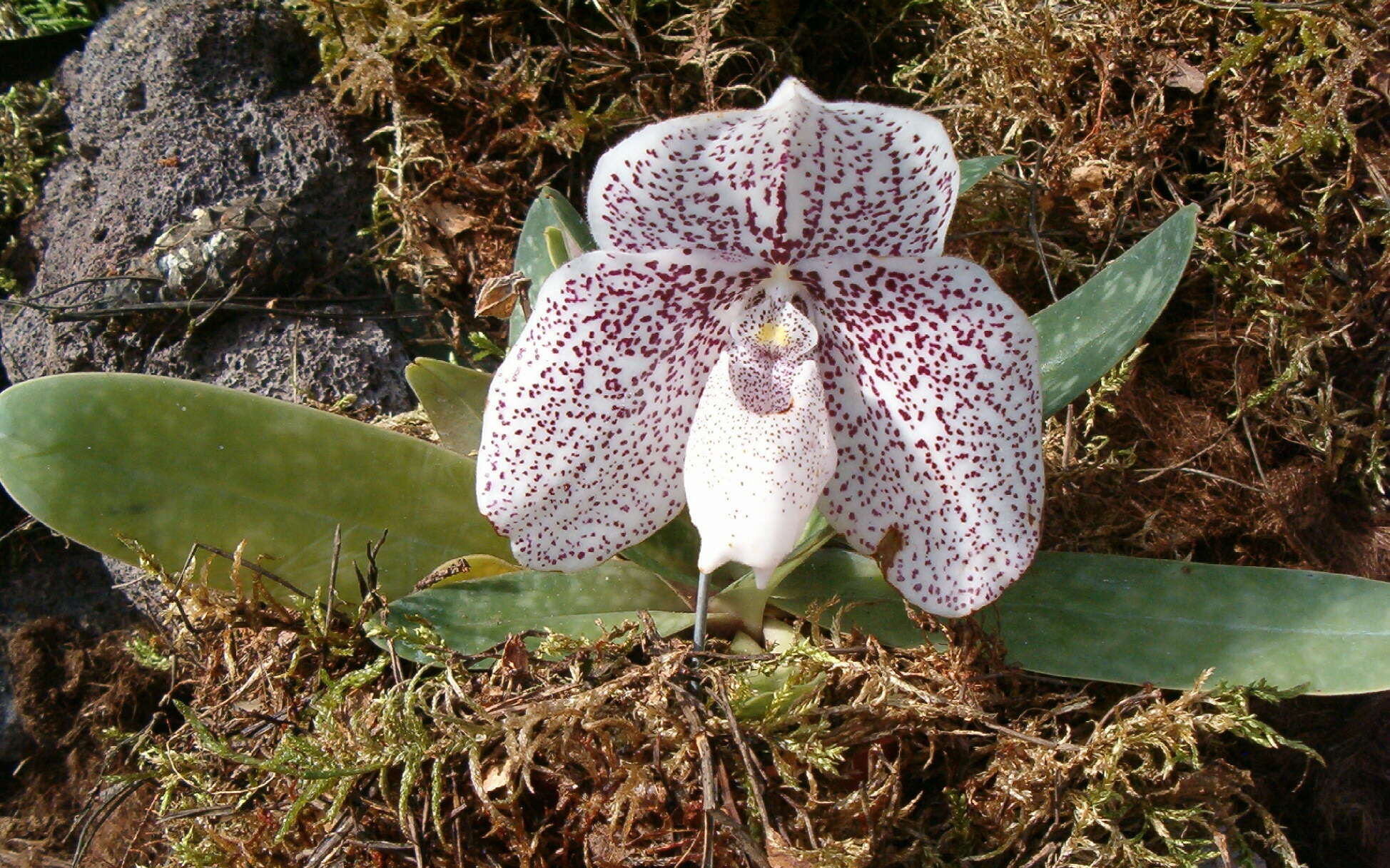 Image of Godefroy's Paphiopedilum