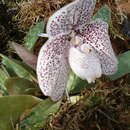 Sivun Paphiopedilum godefroyae (God.-Leb.) Stein kuva