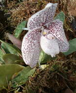 Image of Godefroy's Paphiopedilum