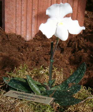 Sivun Paphiopedilum niveum (Rchb. fil.) Stein kuva