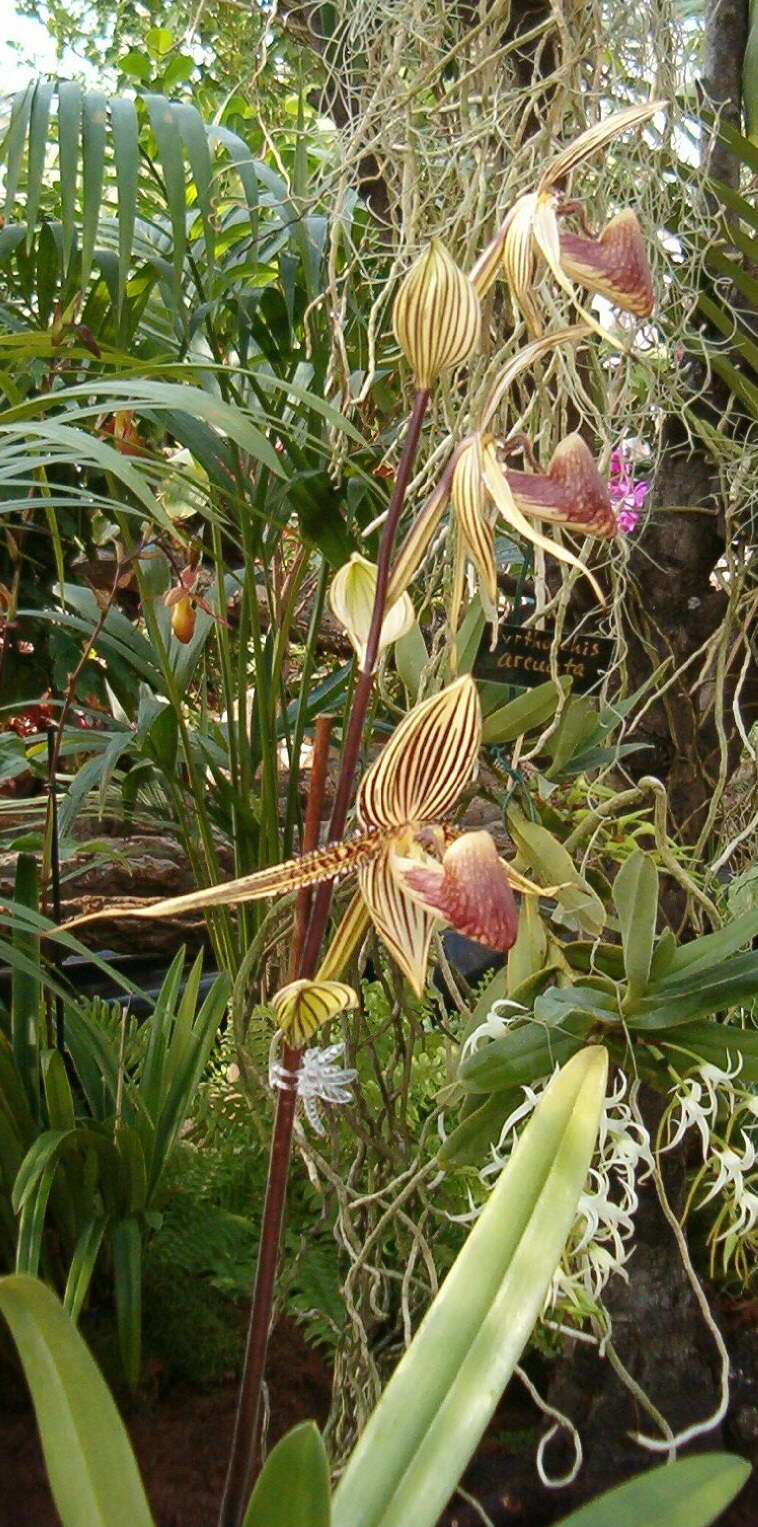 Image de Paphiopedilum rothschildianum (Rchb. fil.) Stein