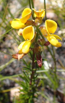 Image of <i>Wiborgiella mucronata</i>