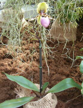 Imagem de Paphiopedilum victoria-regina (Sander) M. W. Wood